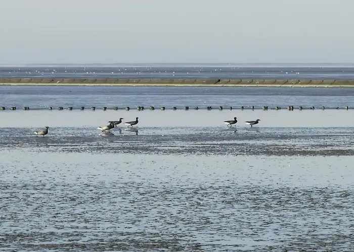 Neu Wellenrauschen Westerholt (Lower-Saxony)